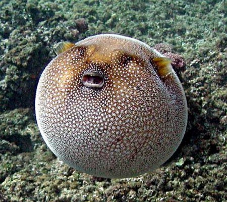 Pelaasi - Puffer Fish
